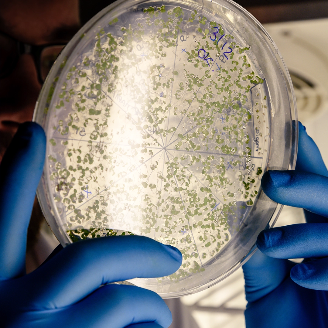 Pojedyncze Grzyby BICOM