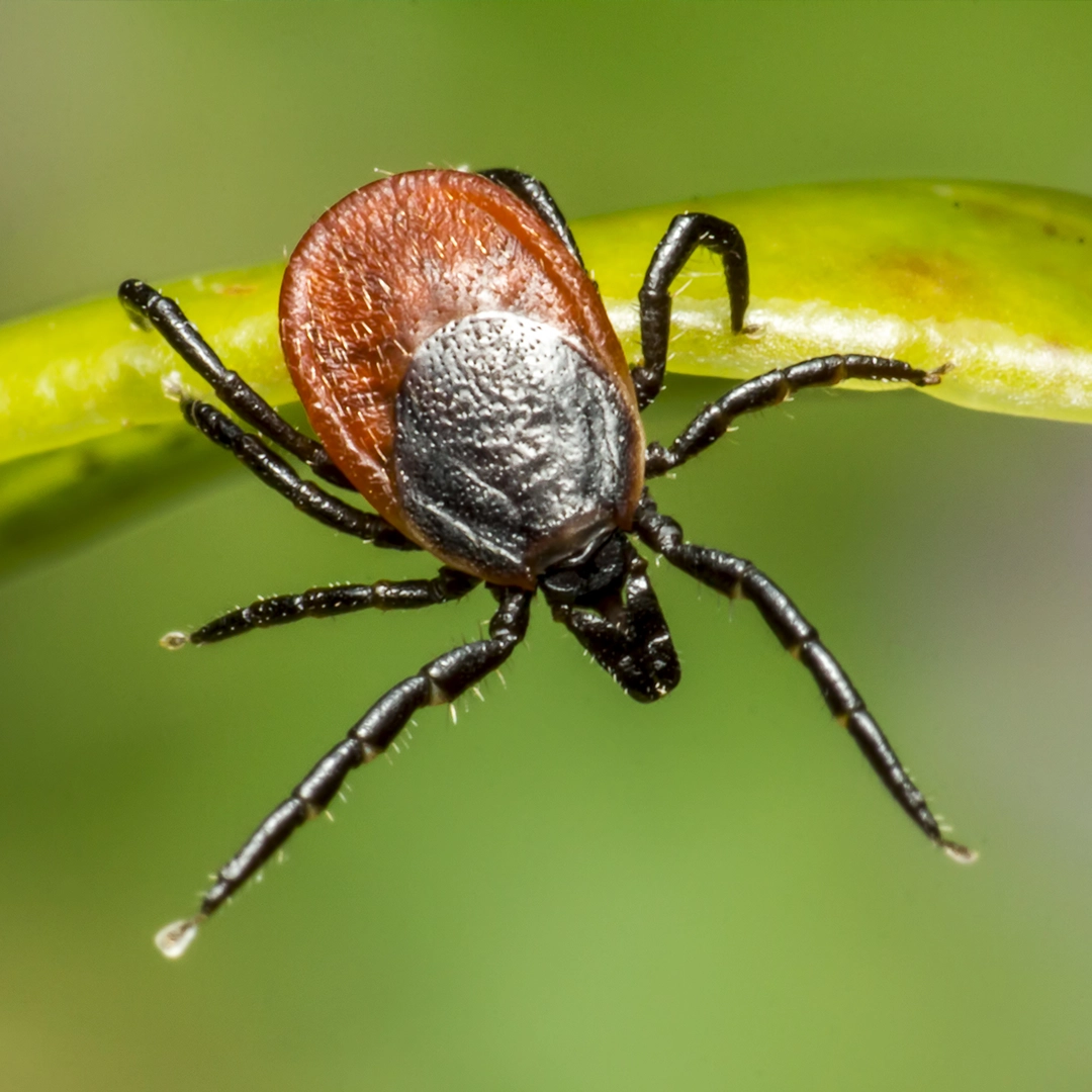 Pojedyncze Kleszcz BICOM
